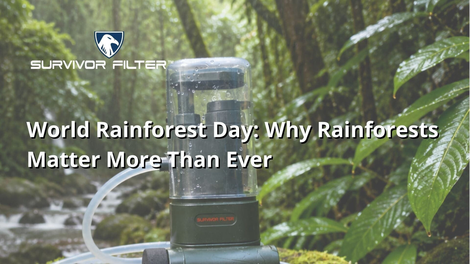 World Rainforest Day: Why Rainforests Matter More Than Ever