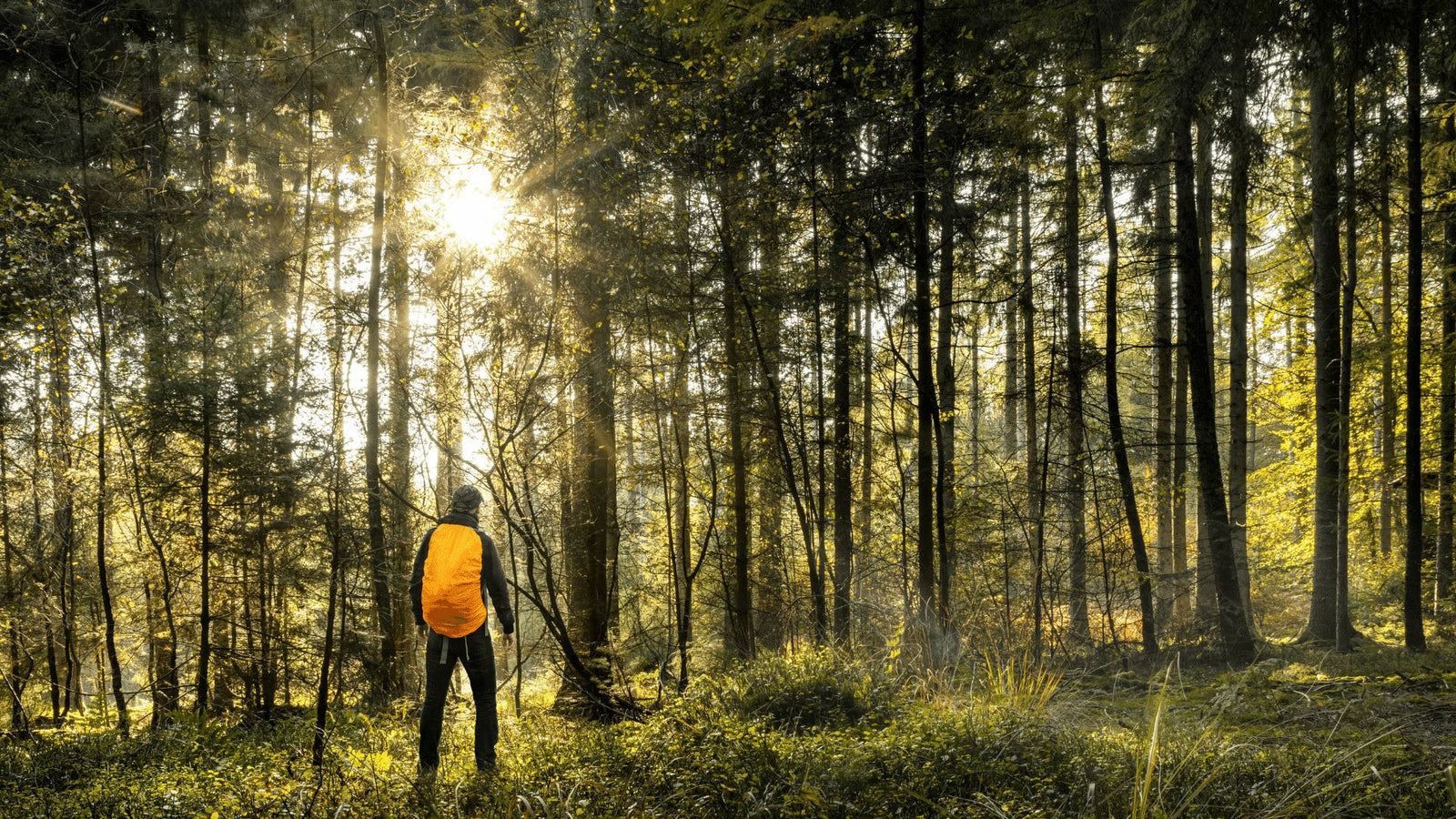 Person hiking through forest with backpack